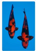 Japanse koi - Shinoda 2sai hi utsuri, Dieren en Toebehoren, Vissen | Vijvervissen, Karper of Koi