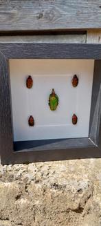 Cadre divers coléoptères Cabinet de curiosités, Autres types, Insecte, Enlèvement ou Envoi, Neuf