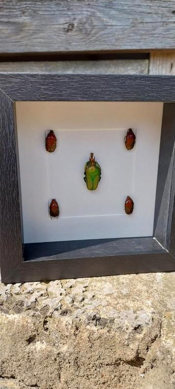 Cadre divers coléoptères Cabinet de curiosités 