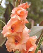1 gladiool spic and  span in bloei, Tuin en Terras, Planten | Tuinplanten, Ophalen, Winter