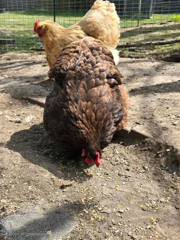 Orpington choco hen