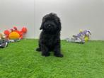 Dwergpoedel pups