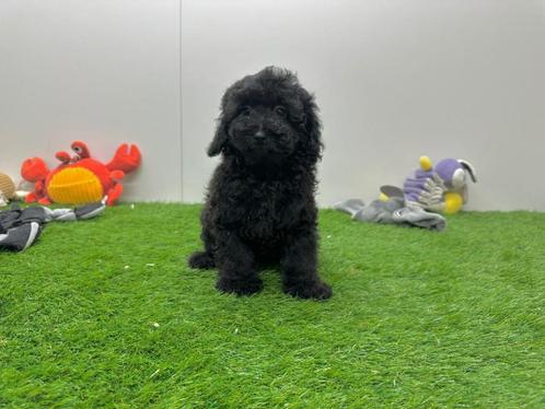 Dwergpoedel pups, Dieren en Toebehoren, Honden | Chihuahua's en Gezelschapshonden, Meerdere dieren, Poedel, Fokker | Professioneel
