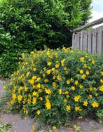 Hypericum hybr. ‘Hidcote’ 30/50, Tuin en Terras, Planten | Struiken en Hagen, Ophalen