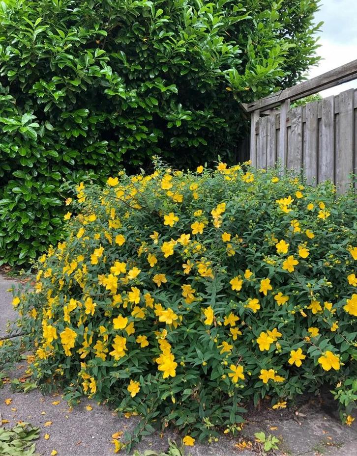 Hypericum hybr. ‘Hidcote’ 30/50, Tuin en Terras, Planten | Struiken en Hagen, Ophalen
