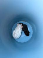 Cavia zeugjes, Dieren en Toebehoren, Knaagdieren, Augustus, Vrouwelijk, Cavia