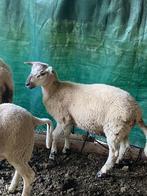 Ramlam, Mannelijk, Schaap, 0 tot 2 jaar