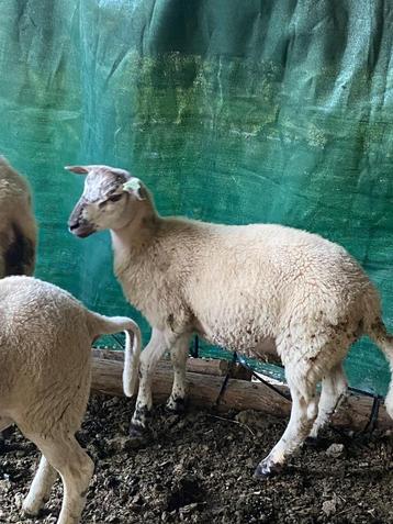 Agneau bélier, Mâle, Mouton, 0 à 2 ans