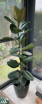 Grote ficus elastica, Ophalen of Verzenden, Ficus