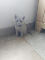 Brits korthaar reserveren ., Dieren en Toebehoren, Katten en Kittens | Raskatten | Korthaar, Meerdere dieren, Gechipt, 0 tot 2 jaar