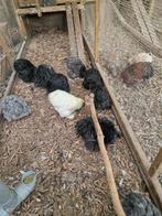 Cochin kriel hennetjes en haantjes, Dieren en Toebehoren