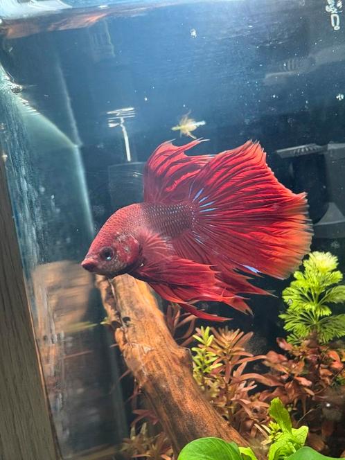 Betta mannen, Dieren en Toebehoren, Vissen | Aquariumvissen, Zoetwatervis, Vis