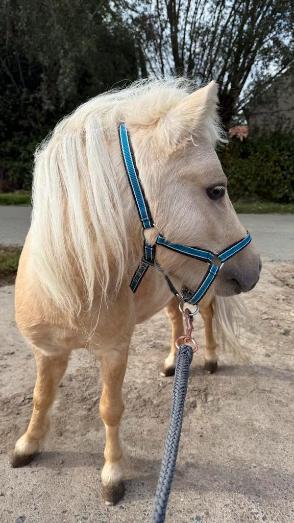 OP ZOEK‼️ Dekentjes maat 75-110 of 70-105, Dieren en Toebehoren, Pony's