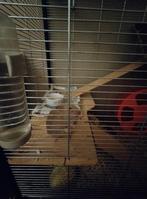 Goudhamster, Januari, Vrouwelijk, Hamster