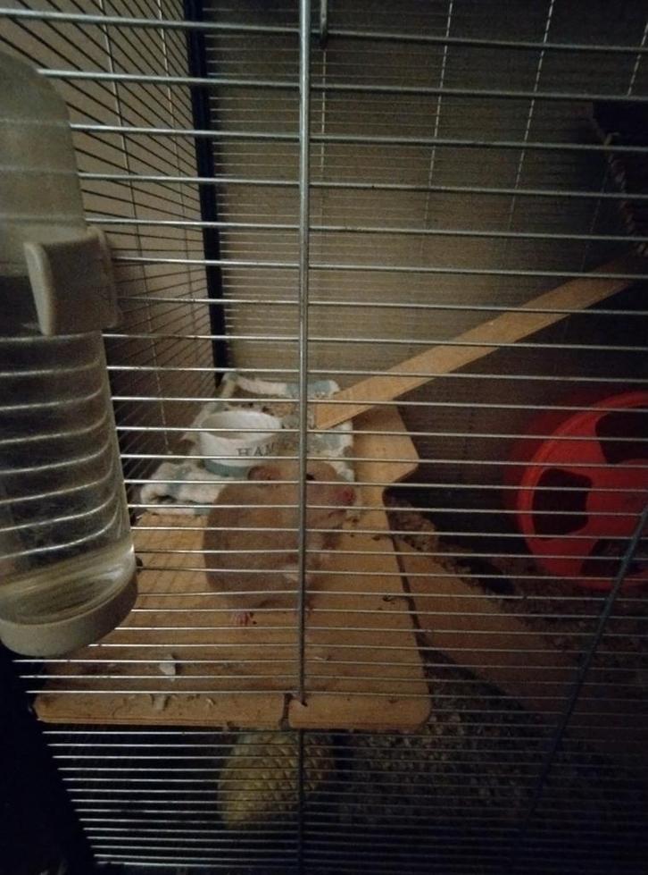 Goudhamster, Dieren en Toebehoren, Knaagdieren, Vrouwelijk, Hamster, Januari