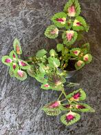 Siernetel, Huis en Inrichting, Kamerplanten, Ophalen