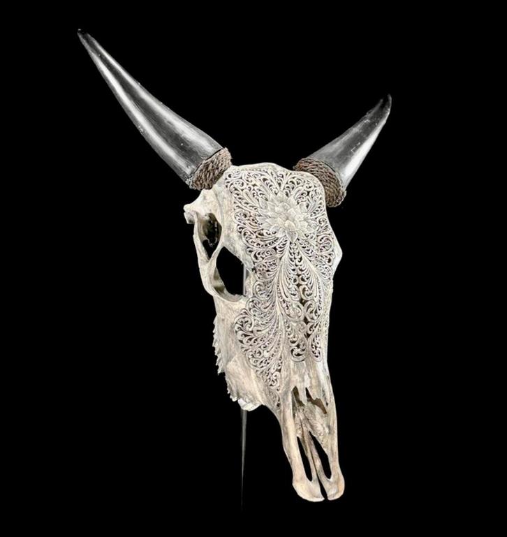 Prachtige handgegraveerde schedel., Collections, Collections Animaux, Comme neuf, Crâne, Enlèvement