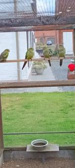 bergparkieten, Dieren en Toebehoren, Parkiet, Geringd