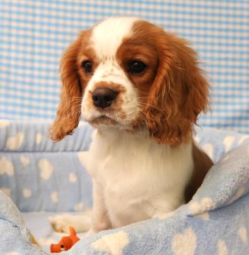 Des chiots Cavalier Kings Charles super mignons !, 15 semaines à 1 an, Étranger, Parvovirose, Autres races