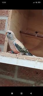 Bourkes, Geslacht onbekend, Parkiet