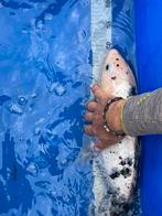Wit/zwart koi 50cm, Dieren en Toebehoren, Vissen | Vijvervissen