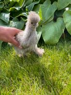 Broedeieren te koop, Dieren en Toebehoren