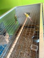 Couple de pyrrhura, Dieren en Toebehoren