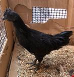 Mooie ayam cemani, Dieren en Toebehoren, Pluimvee, Mannelijk, Kip