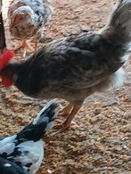 Haantjes, Dieren en Toebehoren, Pluimvee, Mannelijk, Kip