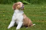 Tolling retriever ,toller kruising Border collie pup, België, 8 tot 15 weken, Meerdere, Meerdere dieren