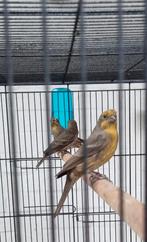 Mexicaanse Roodmussen, Dieren en Toebehoren, Vogels | Overige Vogels, Meerdere dieren, Tropenvogel