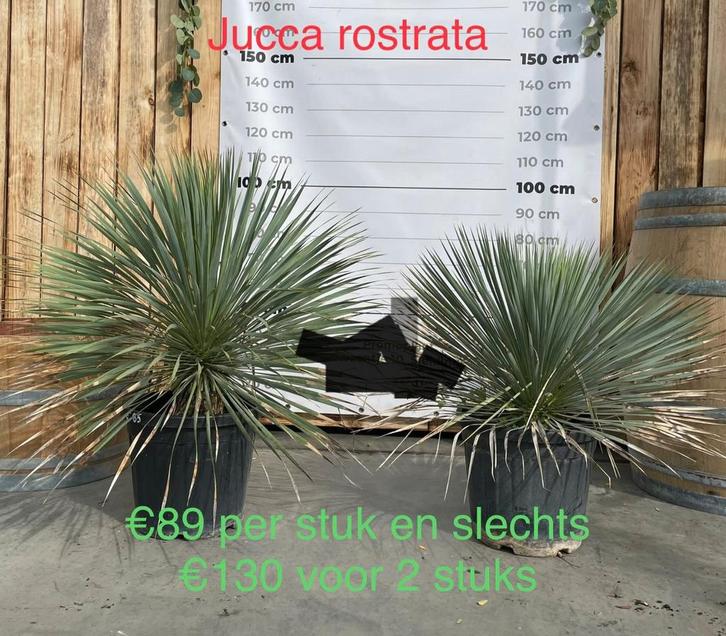 ‼️speciale acties voor eindejaar zolang de voorraad strekt‼️, Tuin en Terras, Planten | Tuinplanten, Ophalen