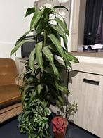 plante en plastique decoration, fause plante, Enlèvement, Comme neuf