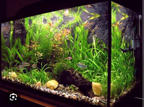 In de beschrijving, Dieren en Toebehoren, Vissen | Aquaria en Toebehoren, Ophalen