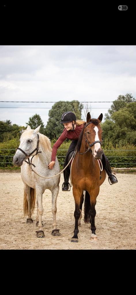 Training aan huis aangeboden, Dieren en Toebehoren, Paarden