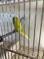 Jonge parkietjes te koop, Dieren en Toebehoren, Vogels | Parkieten en Papegaaien, Vrouwelijk
