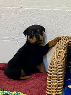 Chiots Rottweiler, Plusieurs, Parvovirose, Rottweiler, Belgique