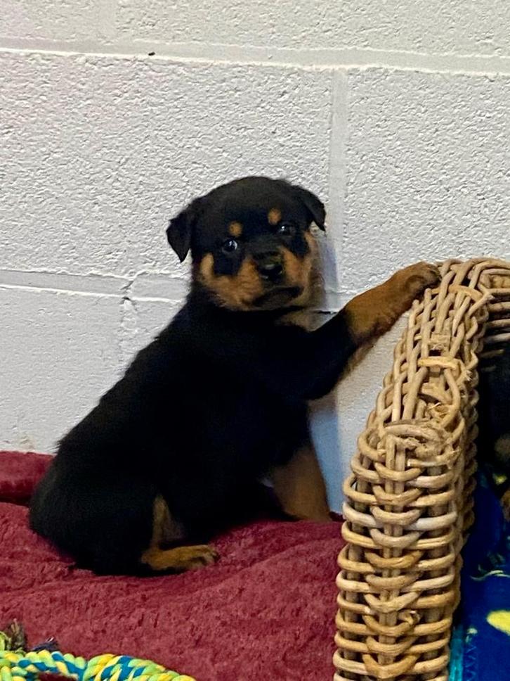 Chiots Rottweiler, Animaux & Accessoires, Chiens | Bouledogues, Pinschers & Molossoïdes, Plusieurs animaux, Rottweiler, Éleveur | Professionnel