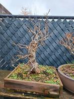 Moerbes bonsai, Tuin en Terras, Planten | Bomen, Ophalen