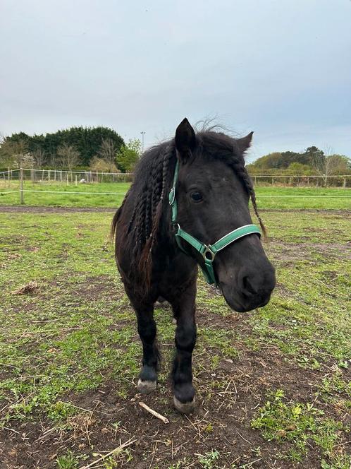 Verzorger gezocht voor apony zadelmak, Dieren en Toebehoren, Stalling en Weidegang