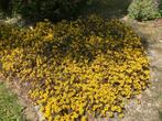 Lysimachia Persian chocolate, Tuin en Terras, Planten | Tuinplanten, Ophalen, Bodembedekkers, Vaste plant, Halfschaduw