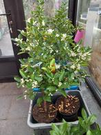 Zeer mooie MANDARIJNEN-BOOMPJES ( op stam) , geënt! 24€/stuk, Ophalen of Verzenden, Vaste plant, Fruitplanten, Volle zon