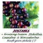 Forse JOSTABES-planten: 3-jarige planten: 4€/st - 5 voor 18€, Vaste plant, Ophalen of Verzenden, Halfschaduw, Fruitplanten