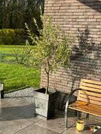 Olijfboom 2 m, Tuin en Terras, Planten | Bomen, Ophalen