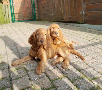 chiots cockers anglais