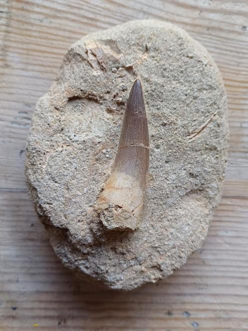 Tanden plesiosaurus op natuurlijke matrix - 40€/stuk, Verzamelen, Mineralen en Fossielen, Fossiel, Ophalen of Verzenden