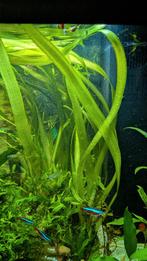 Valisneria gigantea - Valisneria spiralis - Aquariumplanten, Dieren en Toebehoren, Vissen | Aquaria en Toebehoren, Ophalen, Nieuw