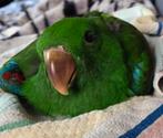 Neuguinea Nieuw-Guinea Eclectus Papegaai Baby 25 mei tam, Dieren en Toebehoren, Vogels | Parkieten en Papegaaien, Papegaai, Geringd
