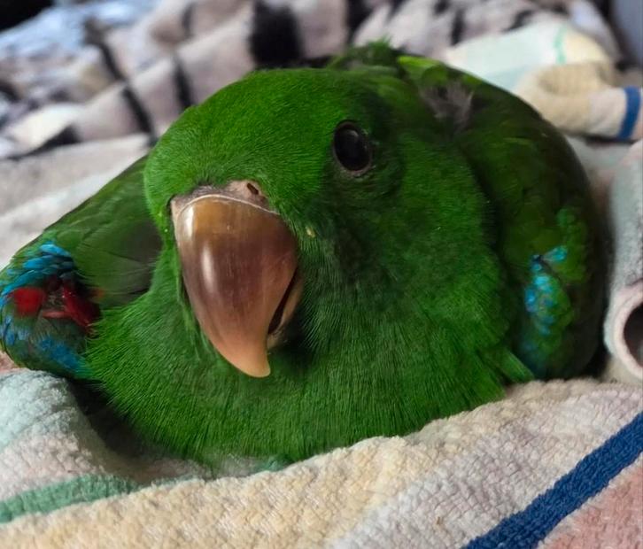 Neuguinea Nieuw-Guinea Eclectus Papegaai Baby 25 mei tam, Dieren en Toebehoren, Vogels | Parkieten en Papegaaien, Papegaai, Tam