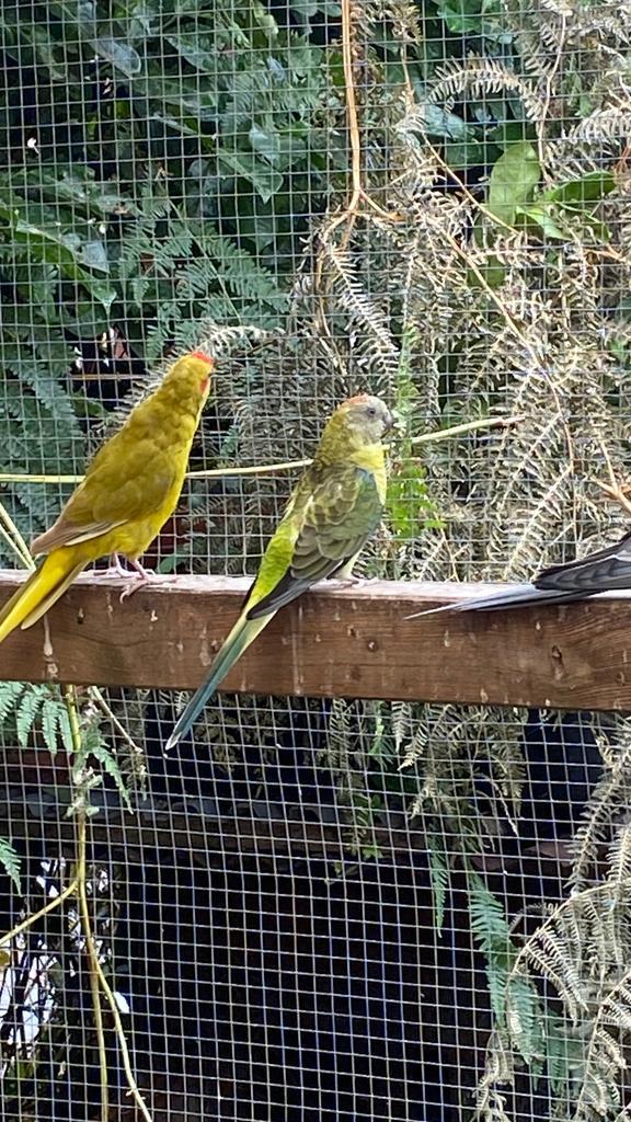 Roodrug parkiet poppen, Dieren en Toebehoren, Vogels | Parkieten en Papegaaien, Parkiet, Vrouwelijk
